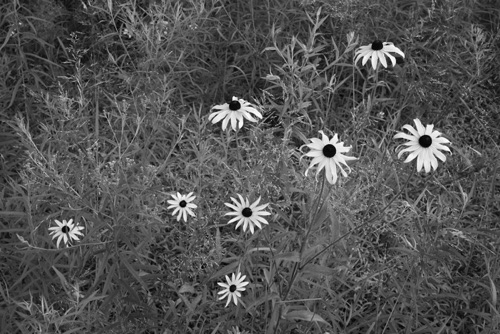 Black Eyed Susans Number 24 Delaware Water Gap National Recreation Area New Jersey (24SA).jpg